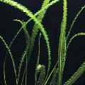   Green Aquarium Aquatic Plants Aponogeton longiplumulosus Photo