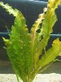   Green Aquarium Wavy-edged swordplant, Ruffled Aponogeton / Aponogeton crispus Photo