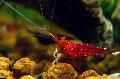   red Aquarium Freshwater Crustaceans Cardinal Shrimp / Caridina sp. Cardinal Photo