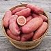 Photo Seed Potatoes for Planting French Fingerling 5lbs. new bestseller 2024-2023