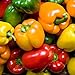 Photo Rainbow Blend Sweet Bell Pepper Seeds, 50+ Premium Heirloom Seeds,So Much Fun!! A Must Have for Your Home Garden! (Isla's Garden Seeds), Non GMO, 85-90% Germination Rates, Seeds new bestseller 2024-2023