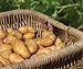 Photo Russet Seed Potatoes NON-GMO new bestseller 2024-2023