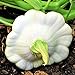Photo TomorrowSeeds - Early White Patty Pan Seeds - 20+ Count Packet - Bush Scallop Summer Squash Patisson Custard Scallopini Vegetable Seed for new bestseller 2024-2023