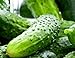 Photo 100 Boston Pickling Cucumber Seeds | Non-GMO | Fresh Garden Seeds new bestseller 2024-2023