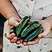 Photo Nadapeno Jalapeno Pepper - 25 Seeds - Heirloom & Open-Pollinated Variety, Non-GMO Vegetable Seeds for Planting in The Home Garden, Thresh Seed Company new bestseller 2024-2023