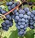 Photo Grape Seeds - Concord Grape Seeds (30) new bestseller 2024-2023