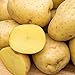 Photo Yukon Gold Seed Potato - Best Early Eating Potato on The Market - Includes one 2-lb Bag - Can't Ship to States of ID, ME, MT, or NE new bestseller 2024-2023