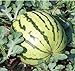 Photo Dixie Queen Watermelon Seeds, (Isla's Garden Seeds), 50 Heirloom Seeds Per Packet, Non GMO Seeds, Botanical Name: Citrullus lanatus new bestseller 2024-2023