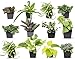 Photo Easy to Grow Houseplants (12 Pack) Live House Plants in Plant Containers, Growers Choice Plant Set in Planters with Potting Soil Mix, Home Décor Planting Kit or Outdoor Garden Gifts by Plants for Pets new bestseller 2024-2023
