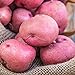 Photo Red Pontiac Seed Potato - Everybody's Favorite Red Potato - Includes one 2-lb Bag - Can't Ship to States of ID, ME, MT, or NE new bestseller 2024-2023