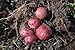 Photo Simply Seed - 5 LB - Dark Red Norland Potato Seed - Non GMO - Naturally Grown - Order Now for Spring Planting new bestseller 2024-2023