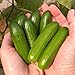 Photo Park Seed Mini-Me F1 Organic Cucumber Seeds, Snack-Size Mini Cucumbers, Pack of 10 Seeds new bestseller 2024-2023