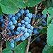 Photo Creeping Oregon Grape Seeds (Mahonia repens) Packet of 10 Seeds new bestseller 2024-2023