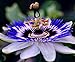 Photo CEMEHA SEEDS - Passionflower Purple Vine Wild Apricot Maypop Indoor Exotic Perennial Flowers for Planting new bestseller 2024-2023