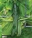 Photo Burpee Sweet Success Slicing Cucumber Seeds 20 seeds new bestseller 2024-2023