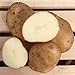 Photo Kennebec Seed Potatoes, 5 lbs. (Certified) new bestseller 2024-2023