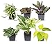 Photo Easy to Grow Houseplants (6 Pack), Live House Plants in Plant Containers, Growers Choice Plant Set in Planters with Potting Soil Mix, Home Décor Planting Kit or Outdoor Garden Gifts by Plants for Pets new bestseller 2024-2023
