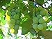 Photo MOCCUROD 50pcs/Bag Green Grape Seeds Fruit Vine Vitis Vinifera Seeds new bestseller 2024-2023