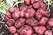 Photo Simply Seed - 5 LB - Red Pontiac Potato Seed - Non GMO - Naturally Grown - Order Now for Spring Planting new bestseller 2024-2023