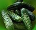 Photo 100+ Cucumber Seeds- Boston Pickling Heirloom new bestseller 2024-2023