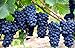 Photo Grape Seeds for Planting-50 Seeds new bestseller 2024-2023