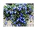 Photo 250 Heavenly Blue Morning Blooming Vine Seeds - Wonderful Climbing Heirloom Vine - Morning Glory Non GMO and Neonicotinoid Seed. Marde Ross & Company new bestseller 2024-2023
