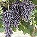 Photo 30pcs Finger Grape Seeds Advanced Fruit Natural Growth Sweet Gardening Plants new bestseller 2024-2023