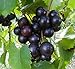 Photo 15 Seeds of Purple Black Muscadine Grape new bestseller 2024-2023