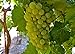 Photo Heirloom 50 Seeds Green Grape Fruit Vine Vitis Vinifera Seeds new bestseller 2024-2023