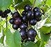 Photo Cutdek 20 Seeds Muscadine Grape Vitis rotundifolia E165, Great Home Orchards new bestseller 2024-2023