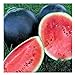 Photo 25 Black Diamond Watermelon Seeds | Non-GMO | Heirloom | Instant Latch Garden Seeds new bestseller 2024-2023