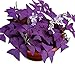 Photo Oxalis Triangularis 10 Bulbs - Purple Shamrocks Lucky Lovely Flowers Bulbs Grows Indoor or Outdoor new bestseller 2024-2023