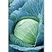 Photo Stonehead Cabbage Seeds (60+ Seed Package) new bestseller 2024-2023