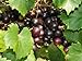 Photo Large Black Muscadine Seed - Self Fertile Native Grape Seeds (0.5gr to 3.0gr) new bestseller 2024-2023