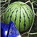 Photo MITRAEE Fresh 100pcs Watermelon Fruit Seeds for Planting Blue new bestseller 2024-2023