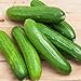 Photo Spacemaster 80 Cucumber Seeds - 50 Count Seed Pack - Non-GMO - Produces Large Numbers of flavorful, Full-Sized Slicing Cucumbers Perfect for The Small Garden. - Country Creek LLC new bestseller 2024-2023