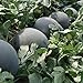 Photo 30Pcs Black Diamond Watermelon Seeds Non GMO Seeds Fruit Seed ,for Growing Seeds in The Garden or Home Vegetable Garden new bestseller 2024-2023