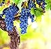 Photo Wine Grape Vine Seeds for Planting - 100+ Seeds - Ships from Iowa, USA new bestseller 2024-2023