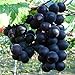 Photo Natural Fruit Seeds Kyoho Grapes Seeds 30Pcs new bestseller 2024-2023