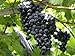 Photo HeirloomSupplySuccess TM 25 Heirloom Purple Concord Grape Seeds new bestseller 2024-2023