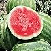 Photo Red Rock Watermelons (Seedless) Seeds (25+ Seeds)(More Heirloom, Organic, Non GMO, Vegetable, Fruit, Herb, Flower Garden Seeds (25+ Seeds) at Seed King Express) new bestseller 2024-2023