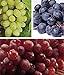 Photo zcbang Rare Plant Fruit Seed 30 Pcs Grape Seeds - Beauteous Sweet Green Grape new bestseller 2024-2023