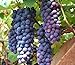 Photo 30+ Thompson Grape Seeds Vine Plant Sweet Excellent Flavored Green Grape new bestseller 2024-2023