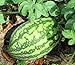 Photo 25 Florida Giant Watermelon Seeds | Non-GMO | Heirloom | Fresh Garden Seeds new bestseller 2024-2023