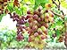 Photo 30PCS Rare Finger Grape Seeds Advanced Fruit Seed Natural Growth Grape Delicious new bestseller 2024-2023