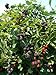 Photo BlackBerry Triple Crown Plants-Garden- Fruit-Thorn-Less-Live Plant-6pk by Grower's Solution new bestseller 2024-2023