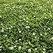 Photo Outsidepride White Dutch Clover Seed: Nitro-Coated, Inoculated - 5 LBS new bestseller 2024-2023
