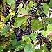 Photo Wild Grape Vine Seeds (Vitis riparia) Packet of 10 Seeds new bestseller 2024-2023