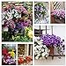 Photo Petunia Seeds80000+Pcs 'Colour-Themed Collection'(Rainbow Colors) Perennial Flower Mix Seeds,Flowers All Summer Long,Hanging Flower Seeds Ideal for Pot new bestseller 2024-2023
