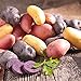 Photo Organic US Grown Potato Medley Mix - 10 Seed Potatoes Mixed Colors Red, Purple and Yellow from Easy to Grow Bulbs TM new bestseller 2024-2023